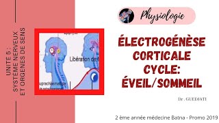 Électrogénèse Corticale  Cycle eveilsommeil Physiologie [upl. by Embry]