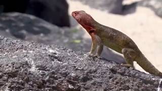 Lava lizard of Galapagos [upl. by Spence281]