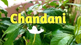 How to grow and care Chandni plant  Tabernaemontana divaricata  Crape Jasmine [upl. by Odlanra]