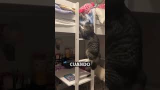 Gato sube gradas de camarote para abrazar a su humano favorito [upl. by Folsom976]