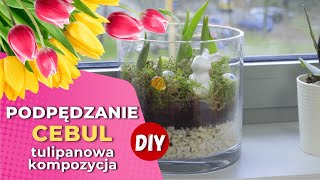 DIY  Jak wyhodować tulipany w domu Podpędzanie cebul [upl. by Irbua988]