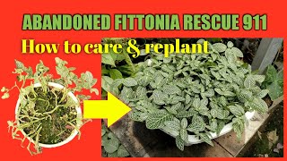 Easy way fittonia plant care and propagation at home tutorial [upl. by Damek682]