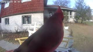 Daily Birdwatching  Netvue Birdfy Birdfeeder Cam  November 25 2024 [upl. by Evangelin]