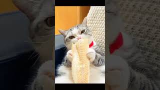 Purrfect pals and playmates catlover cuteanimals cat trending fypシ゚viral [upl. by Asiret]