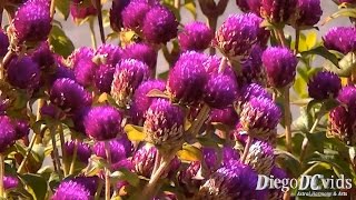 Gomphrena globosa  Globe Amaranth Amaranthaceae Perpétua Roxa [upl. by Lusty18]