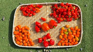 Bountiful Pepper Harvest From My Garden garden pepper harvest japan farmlife crystalworld5737 [upl. by Kiefer162]