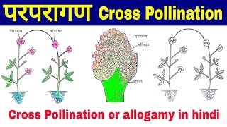 परपरागण Cross Pollination or allogamy वायु परागण की विधि Method and adaptations for anemophily [upl. by Ezirtaeb]