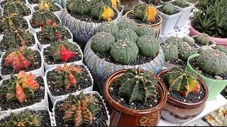 basang basa sa ulan ang aking mga gymnocalycium at asterias cactus quick update [upl. by Ehcnalb163]