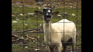 10 HOURS GOAT SCREAM PRANK [upl. by Riane]