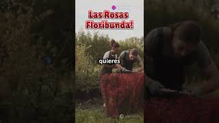 quotRosas Floribunda ¡Descubre Cómo Cultivar Estas Flores Increíbles en Casaquot plantas jardinencasa [upl. by Adniralc]