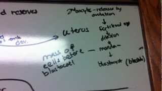 Gastrulation in Frogs Chicks Humans [upl. by Alvy]