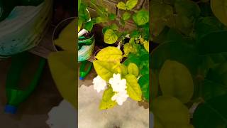 Mogra plant  beautiful song viralvideo trending gardenflowers [upl. by Audras]