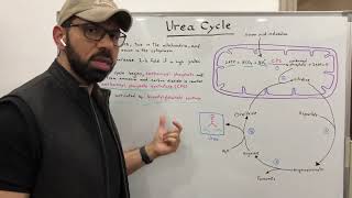 Urea Cycle [upl. by Nolat327]