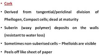 Periderm  BSc II Year [upl. by Cyndie]