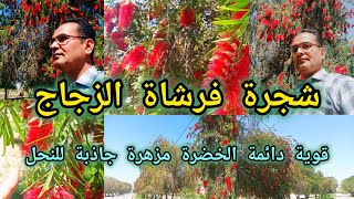 فرشاة الزجاج فرچة البطل Callistemon viminalis من اقوى واجمل الاشجار المزهرة الجاذبة للنحل 🐝 [upl. by Hsemar]