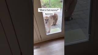 Cougar Close Call  DISTURBING CONTENT ⚠️ wildlifeshorts [upl. by Lakym]