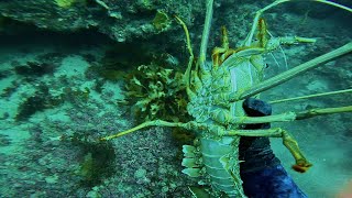 First Crayfish Dive For The year [upl. by Noitsirhc298]