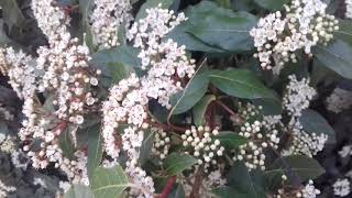 Fleurs de viorne tin Viburnum tinus [upl. by Adanar444]