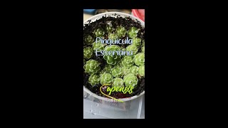 Pinguicula Esseriana [upl. by Anahsit674]