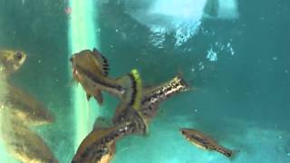 Select Aquatics Ameca splendens [upl. by Aliuqet106]