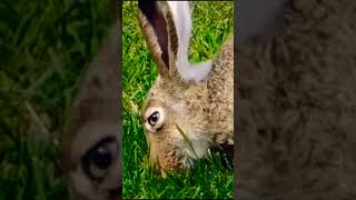 Rabbit rabbit doyouknownature [upl. by Nauq]