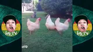 Funny Animals Tagalog version part 1 [upl. by Burta]