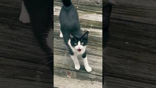 ¿Por Qué los Gatos Corren Cuando Escuchan la Comida 🐾✨ [upl. by Sibylla]