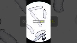 Bacteria vs Virus factsbacteria virus difference science astonishingdiscoveries biology [upl. by Lenoj]