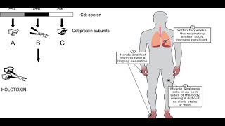 Campylobacter jejuni Part 2 Virulence factors sources symptoms treatment and complication [upl. by Nimsaj]