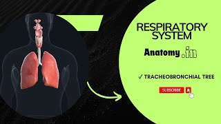 TracheoBronchial Tree  Respiratory System physiology anatomy [upl. by Talmud]