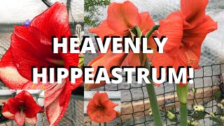 HOW TO AVOID STAKING HIPPEASTRUM Amaryllis [upl. by Hassi]