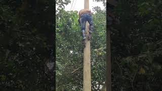 Wooden pole climbing time by Lineman linemanlife climbing electricjobs typpesoflineman [upl. by Aiket]