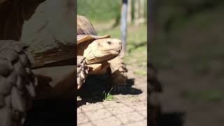 Werst African Spurred Tortoise  Animal Park NC [upl. by Lorelei]