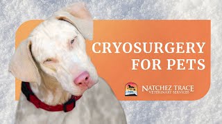 Cryosurgery for Pets  Marc Smith DVM  Natchez Trace Veterinary Services [upl. by Anitsrihc]