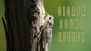 CICADA CHIRP l INSECTS I Sound effect I free download [upl. by Hayott]