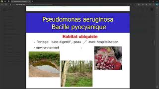 Bacteriologie  Bacteries Gram nonfermentant du milieu hospitalier FMPC [upl. by Poole]