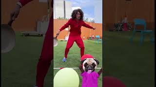 WOW THEY BURST EVERY BALLOON IN HERE 🎈💥 THE DOG LOVES IT funnyanimals dog [upl. by Burnside]