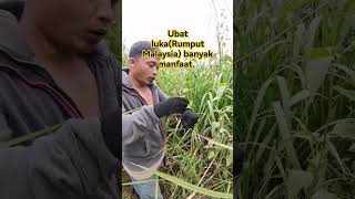 rumput Malaysia adalah ubat luka yang paling mujarab [upl. by Diann]