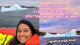 Spotting Whales and Icebergs in Western Newfoundland [upl. by Ellehcrad]