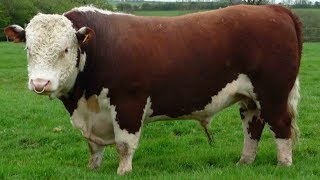 Hereford Beef Cattle  Dependable Heritage Beef [upl. by Ynoffit79]