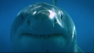 Blue Water White Shark Guadalupe 2008 [upl. by Anawik]