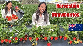 Nakabalik Ulit Kami Sa FarmHarvesting Strawberries [upl. by Nyrac]