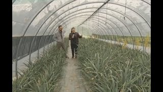 Aloe Arborescens di Padre Zago Coltivazione e vendita piante e succhi Erbe di Mauro [upl. by Groark]