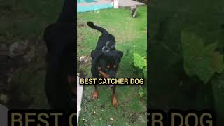 BEST CATCHER ROTTIEROTTWEILER DOG BREED shortsfeed goldenheart rottweilerdog [upl. by Henni]