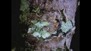 Lichens responding to water  Timelapse Video [upl. by Aleksandr]