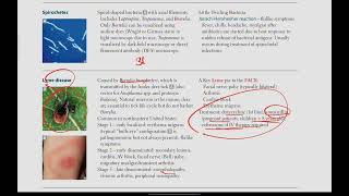 Spirochetes Lyme disease  Microbiology  24  First Aid USMLE in UrduHindi [upl. by Gonzalez]