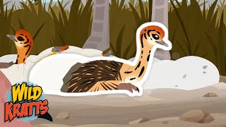 The Ostrich Eggs are Hatching  Wild Kratts [upl. by Sahcnip984]