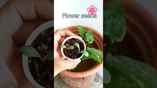 Grow winter flowers🌷in September🗓terracegardening floweringplant gardening gardenuncle shorts [upl. by Schalles280]