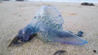 Bluebottle Jellyfish on North Auckland beach NZ [upl. by Mcgill]