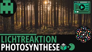 Photosynthese Lichtreaktion │Biologie Lernvideo Learning Level Up [upl. by Botzow]